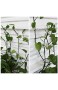Asodomo Wandbefestigungsclips für Kletterpflanzen 100 Stück selbstklebende Haken für Pflanzenreben unsichtbare Wandreben Wandbefestigung Wandkleberhaken für Heimdekoration